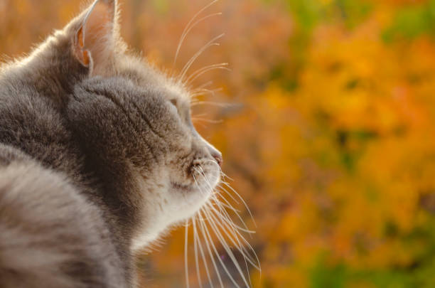 Gray cat looks sideways against a background of autumn yellow trees in dawn sunlight
