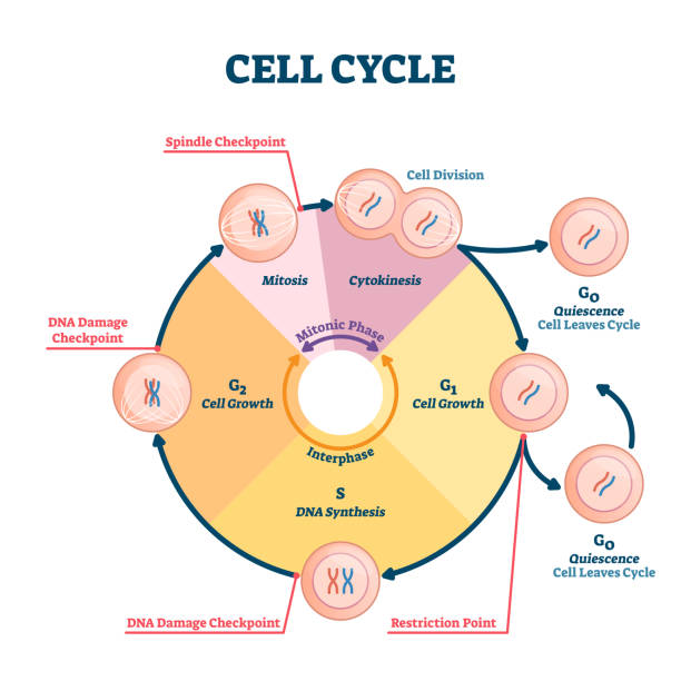 ilustracja wektorowa cyklu komórkowego. edukacyjny schemat faz mikrobiologicznych. - interphase stock illustrations