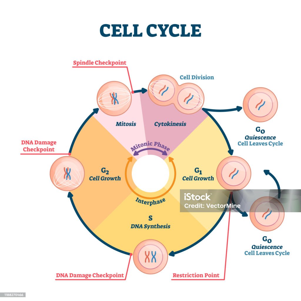 Cell Cycle Vector Illustration Educational Microbiological Phases Scheme  Stock Illustration - Download Image Now - iStock