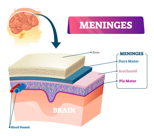 ilustrações, clipart, desenhos animados e ícones de ilustração do vetor de meninges. esquema de camada de cabeça educacional de anatomia rotulado - meningite