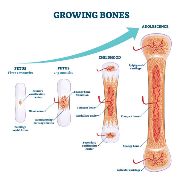 Growing bones vector illustration. Educational fetus and adolescence stages vector art illustration