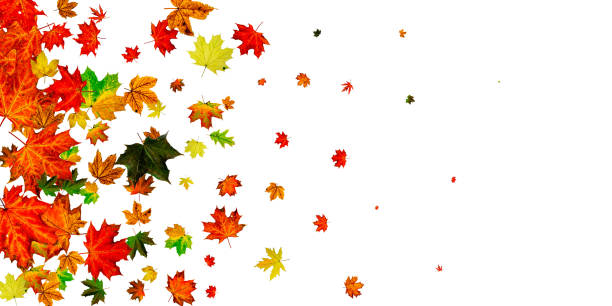 istock Autumn leaf isolated. Falling October background. Thanksgiving season concept 1188272871