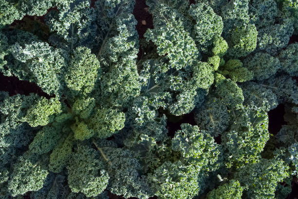 A vibrant kale plant stands out in a garden, showcasing its unique textured leaves under daylight. Surrounding greenery complements its rich coloration, adding to the natural beauty of the setting.