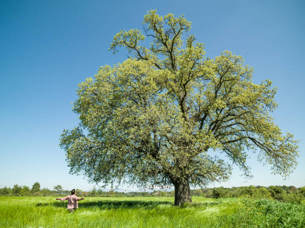 istock Farmer Man Standing By Single Oak Tree In Springtime 1188273158