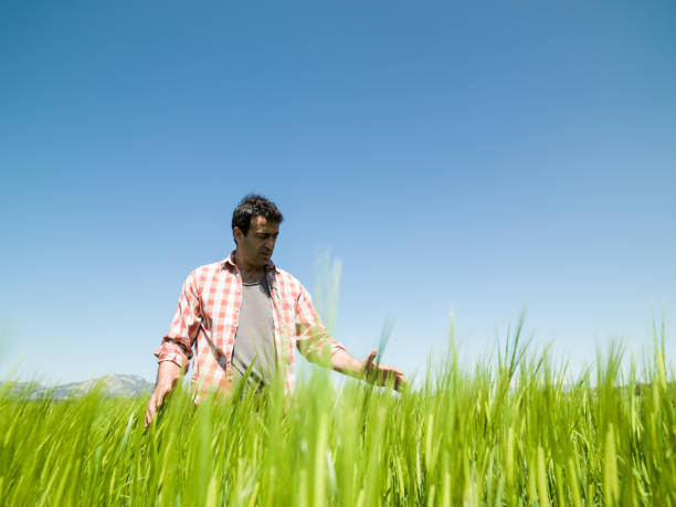 istock Low Angle Portrait Of Farmer In Wheat Field 1188273189