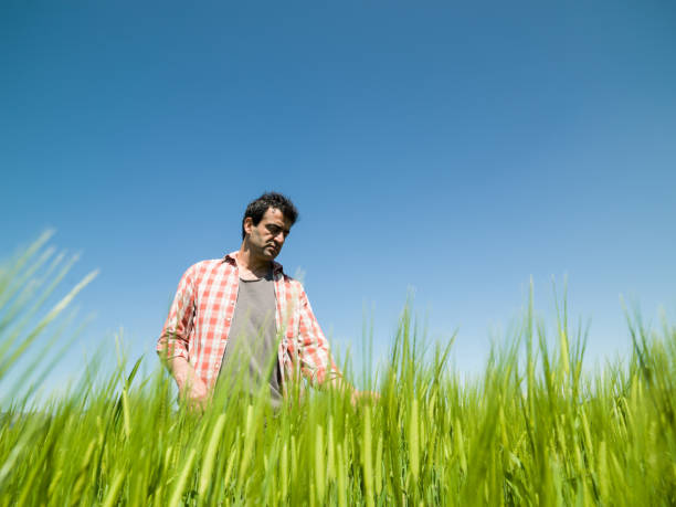 istock Low Angle Portrait Of Farmer In Wheat Field 1188273200