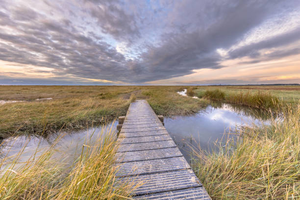 istock Boardwalk in Tidal Marshland nature reserve Saeftinghe 1188274156