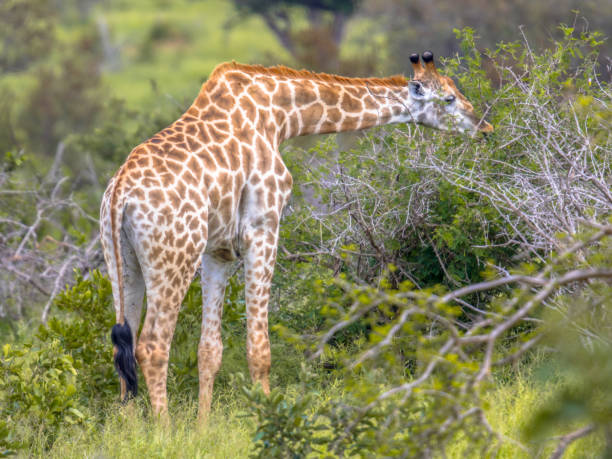 istock Giraffe eating acacia leaves 1188274187