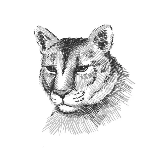 Vector illustration of Cougar portrait. American mountain lion, red tiger, panther animal face. Puma predator, vector illustration, hand drawn sketch art