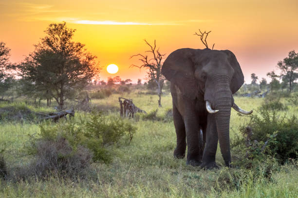éléphant africain marchant au lever de soleil - parc national de krüger photos et images de collection
