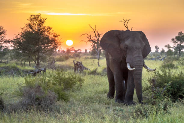 african elephant walking at sunrise - kruger national park national park southern africa africa imagens e fotografias de stock