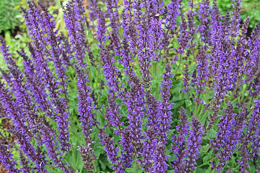 Medicinal Sage flowers, Salvia officinalis in nature. Russia.