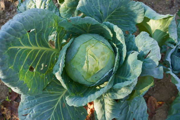 istock White cabbage in the garden, after rain 1188276108