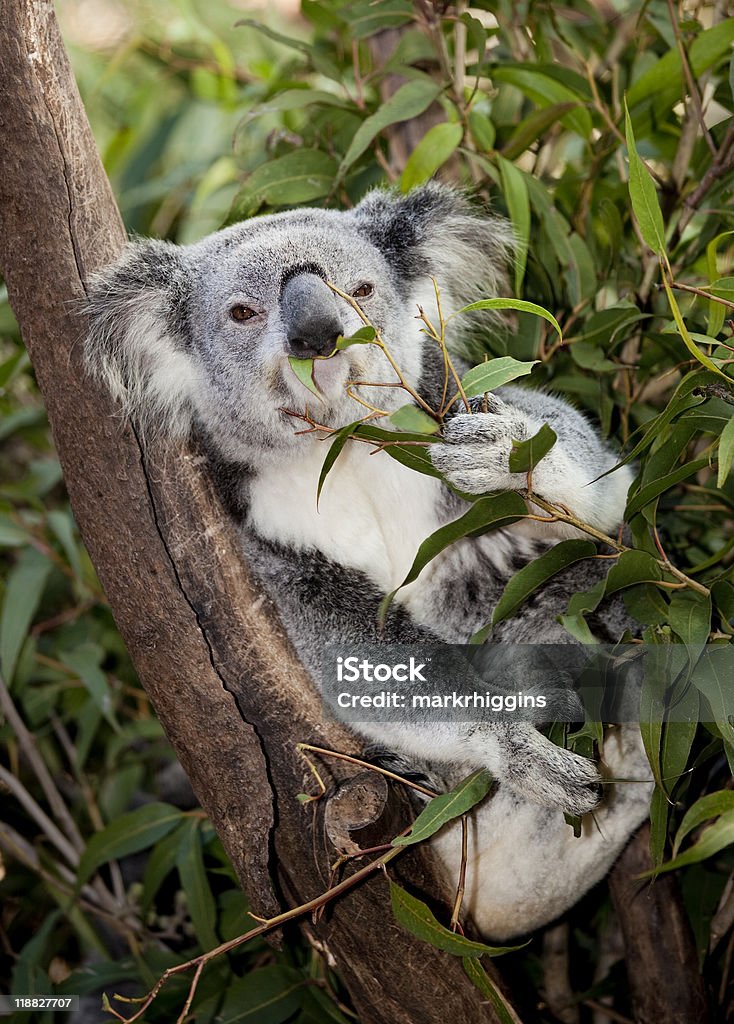 Bubble koala - Foto stock royalty-free di Albero
