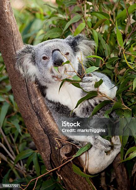 Bubble Koala - Fotografie stock e altre immagini di Albero - Albero, Albero di eucalipto, Ambientazione tranquilla