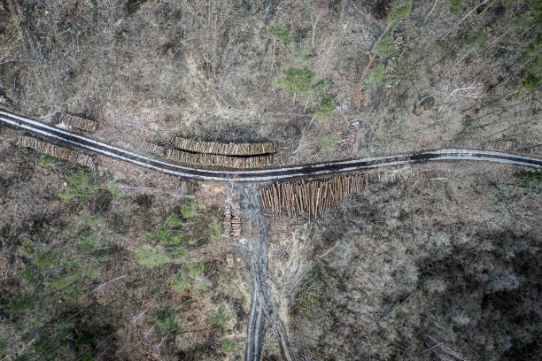 森林破壊の真ん中の白い道路の上を飛ぶ、ポーランド - landscape aerial view lumber industry agriculture ストックフォトと画像