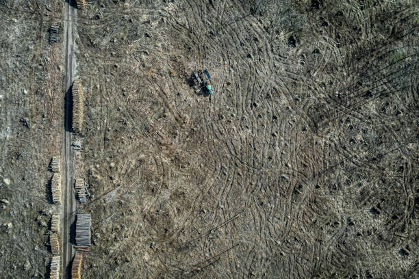 森林破壊林の真ん中にある小型トラクター、空中写真 - landscape aerial view lumber industry agriculture ストックフォトと画像