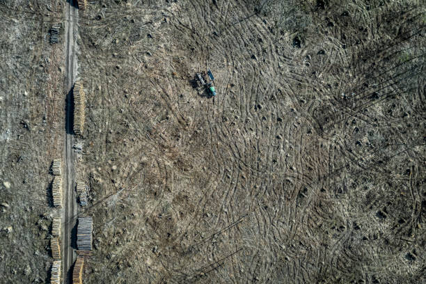 trator pequeno no meio da floresta do deforestation, vista aérea - landscape aerial view lumber industry agriculture - fotografias e filmes do acervo