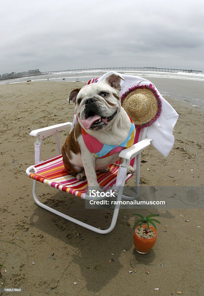 Bulldog in a bikini at the beach  Dog Stock Photo