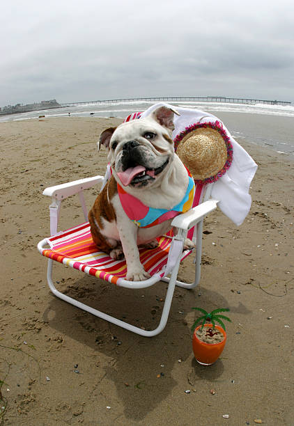 Bulldog in a bikini at the beach stock photo