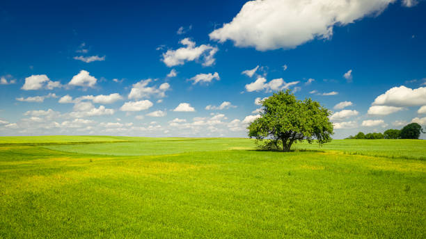 istock Spring landscape with one tree, green field and blue sky 1188280288