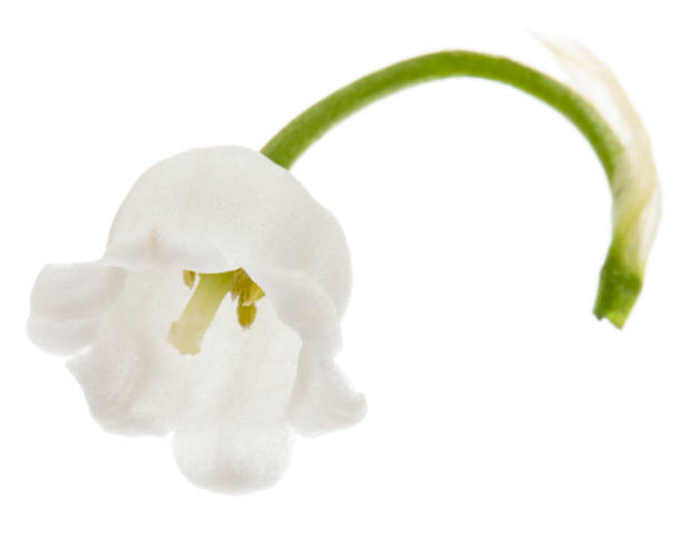 Cтоковое фото Белый цветок лилии долины, лат. Конваллария majalis, изолированные на белом