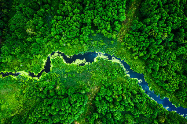 istock Amazing blooming algae on green river, aerial view 1188280445
