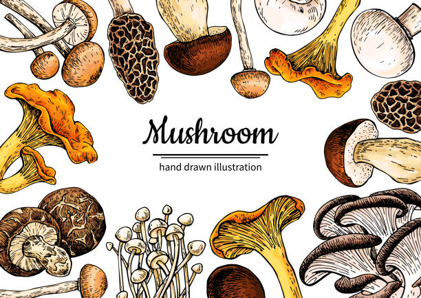 ilustraciones, imágenes clip art, dibujos animados e iconos de stock de marco vectorial dibujado a mano de setas. esbozar plantilla de dibujo de alimentos orgánicos. - edible mushroom illustrations