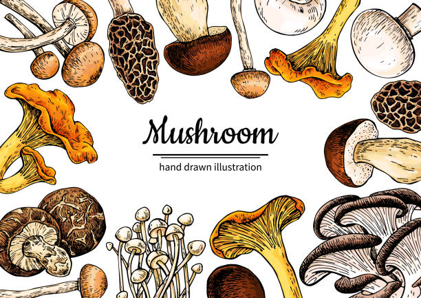 illustrazioni stock, clip art, cartoni animati e icone di tendenza di cornice vettoriale disegnata a mano a fungo. disegna il modello di disegno di cibo biologico. - morel mushroom