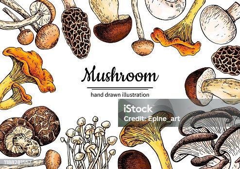 istock Mushroom hand drawn vector frame. Sketch organic food drawing template. 1188281557
