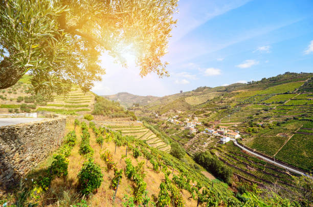 vineyards with red wine grapes for port wine production in winery near douro valley and duero river, peso da regua, porto portugal - alentejo imagens e fotografias de stock