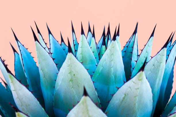 istock Blue Agave (American Aloe) Plant; Pink Background 1188285815
