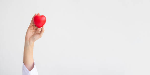 흰색 배경에 빨간 하트를 들고 있는 여성 의사 손은 병원 진료 개념을 위해 기부합니다. 세계 심장의 날과 세계 보건의 날, csr 커뮤니티, 육성 지원 환자. - cholesterol free 뉴스 사진 이미지