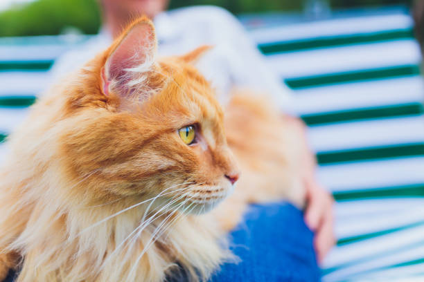 Turkish Van cat