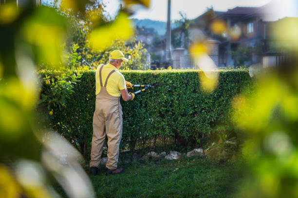 gardener trimming hedge in garden - onesie imagens e fotografias de stock