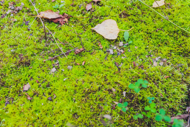 istock Old gray stone wall with green moss texture background. 1188289040