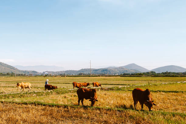 istock Vietnam, two week walk in Nha Trang 1188289235