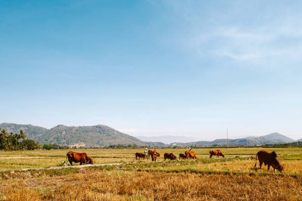istock Vietnam, two week walk in Nha Trang 1188289238