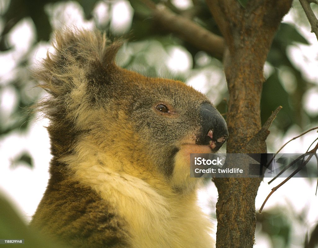 Koala Porträt - Lizenzfrei Australien Stock-Foto