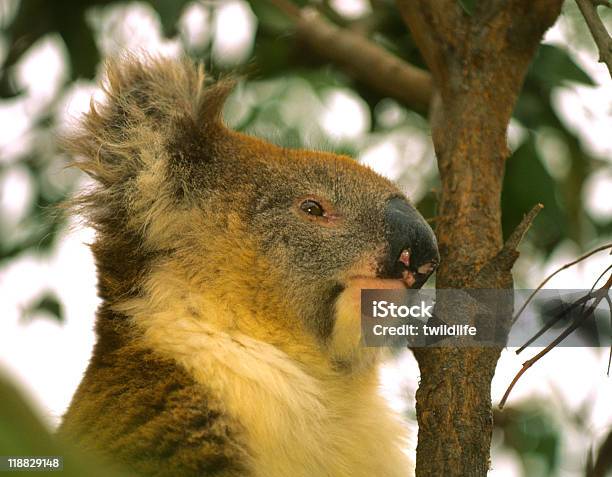 Koala Porträt Stockfoto und mehr Bilder von Australien - Australien, Australische Kultur, Beuteltier