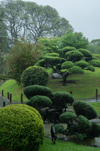 Japanese styled garden with beautifully trimmed trees in pouring rain