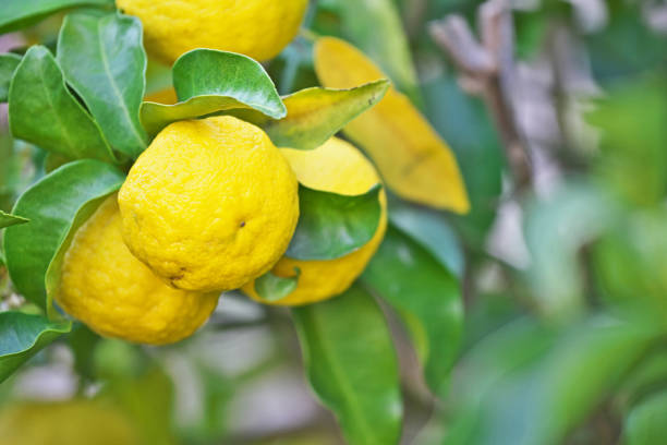 istock Fruit of the Citrus junos 1188295136