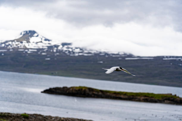 A wonderful view of iceland nature in the middle of nowhere