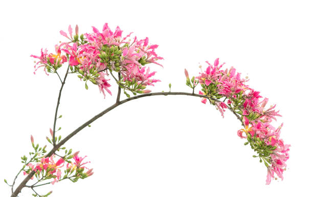 istock Silk floss tree flower isolated on white background 1188296282