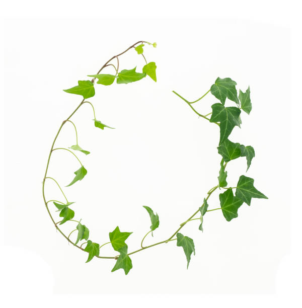 istock ivy leaves isolated on white 1188296290