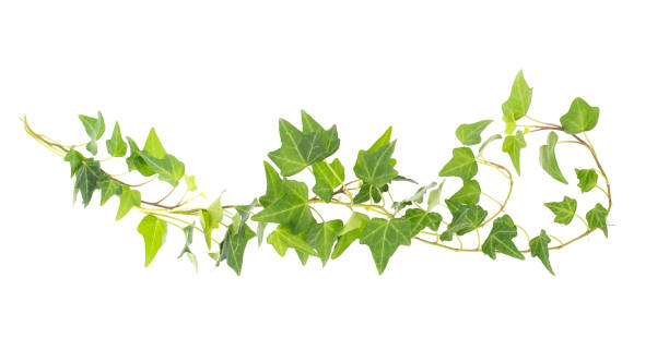 istock ivy leaves isolated on white 1188297076