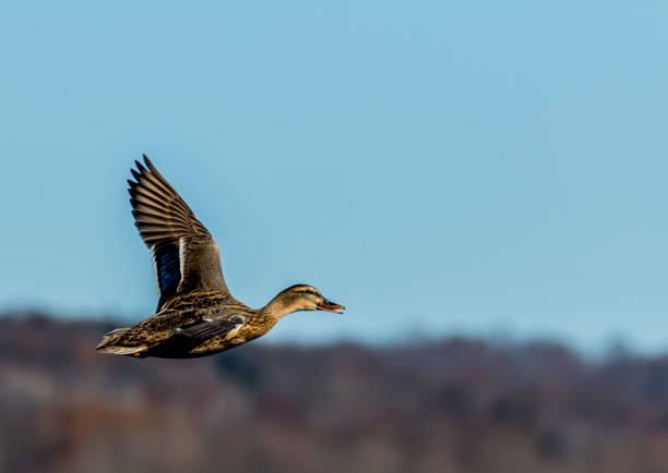 istock female mallard hen duck flying over blue water 1188297343