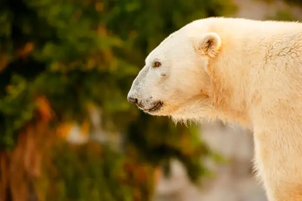 Large polar bear out in nature during the day time.