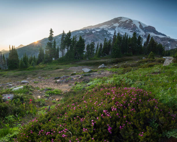 istock Mount Rainier and a Meadow of Aster 1188297561