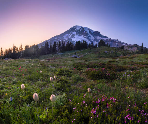 istock Mount Rainier and a Meadow of Aster 1188298272